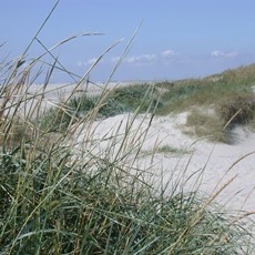 Stranden på Fanø