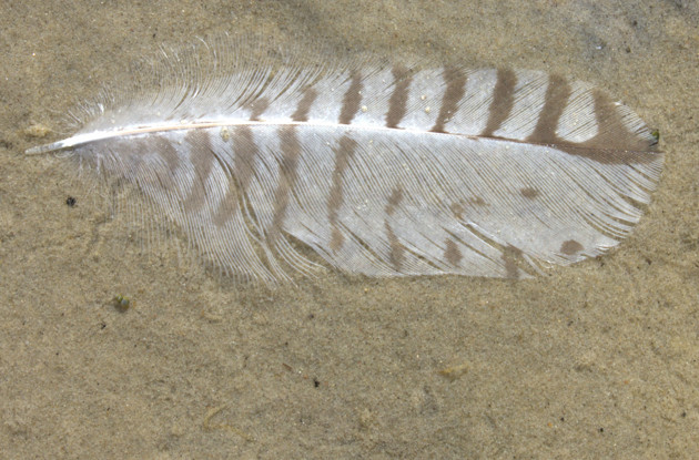 Fjer på strand