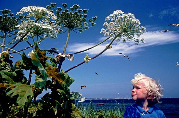 Dekorativ billede af bjørneklo